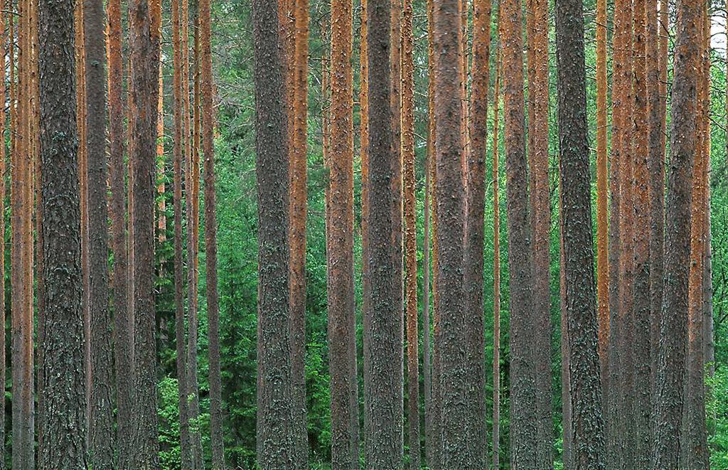 Puunkäyt ytön n kehittäminen ja uudet tuotemarkkinat