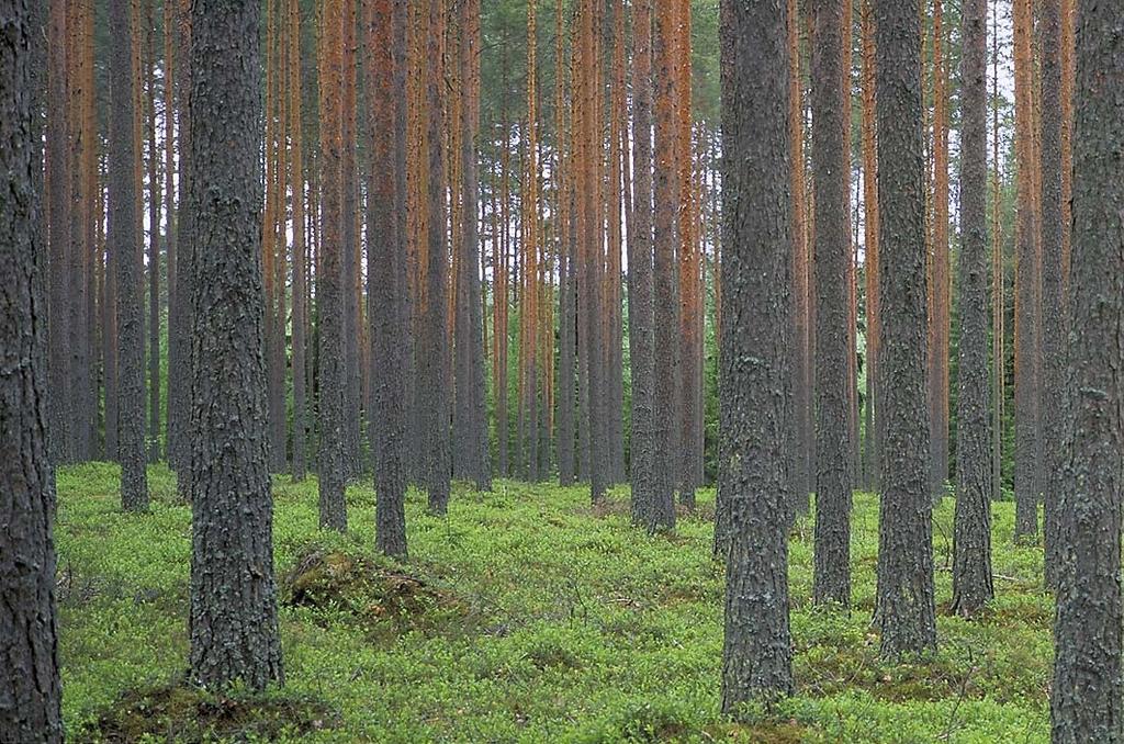 Metla rakentaa puutuoteklusterin