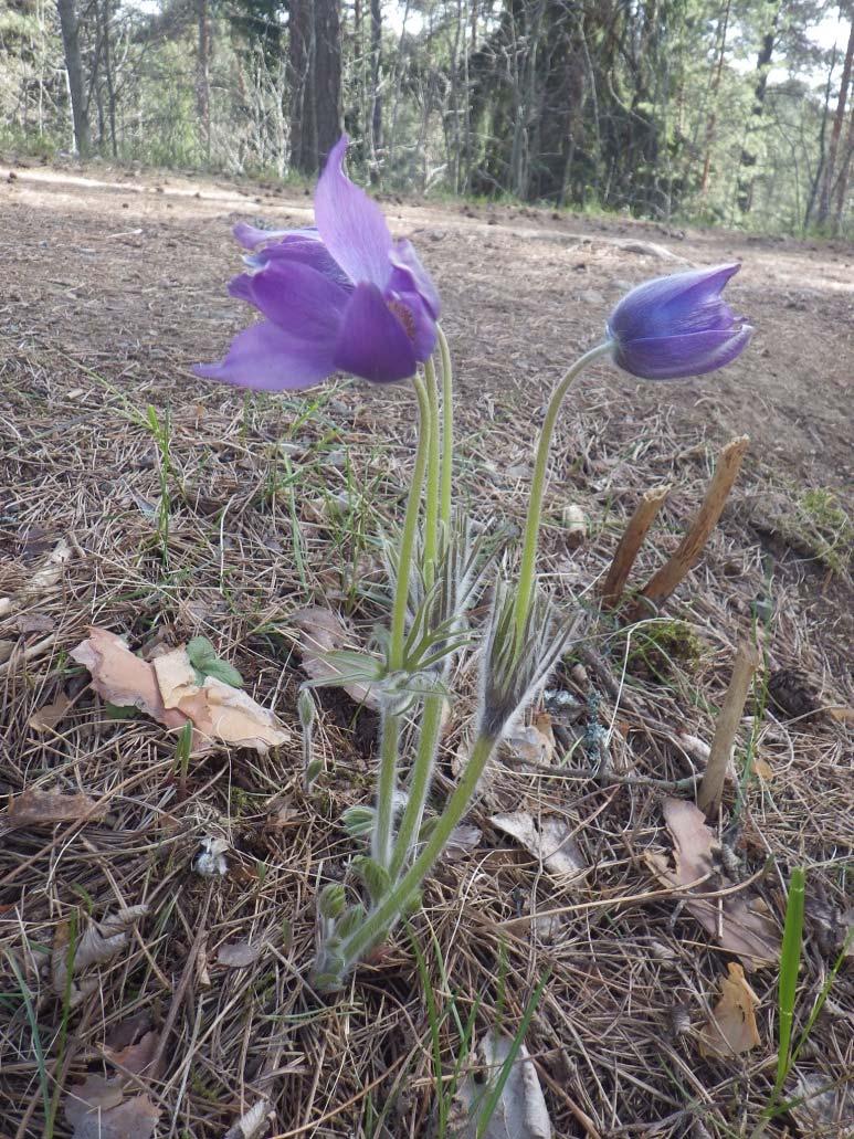 Kylmänkukan (Pulsatilla patens) tila Ahvenistolla Kylmänkukkien yksilömäärä V. 2016 55 kpl + uudet istutetut V. 2014 66 kpl V. 2012 61 kpl V.