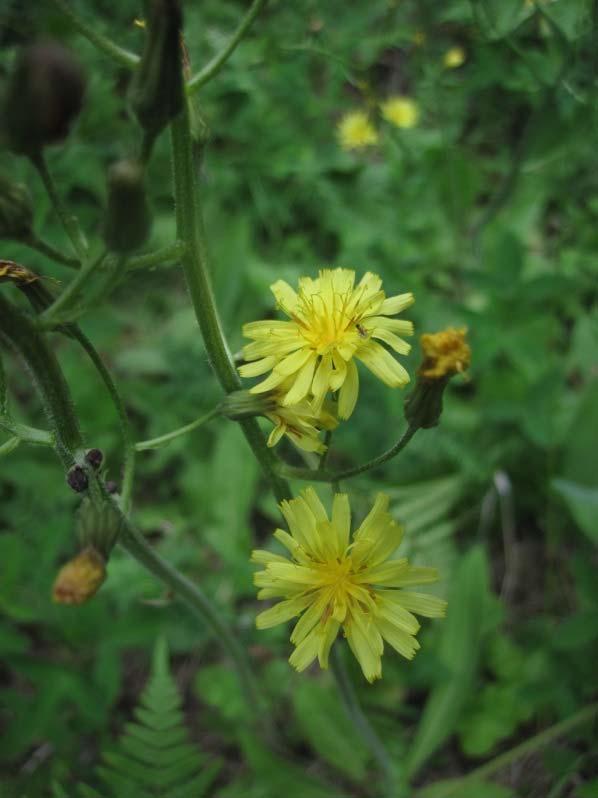 Vanakeltto (Crepis