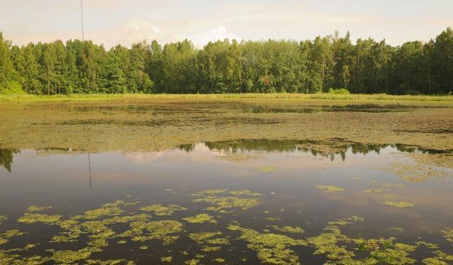 Rehevät, matalat järvet ja lammet Kalattomia - tai biomassa alle 100 kg/ha ja petokalasto vahva Paljon uposkasveja, monipuolinen pieneliöstö, kirkasta vettä vaikka ravinnepitoisuudet ovat korkeita Ei