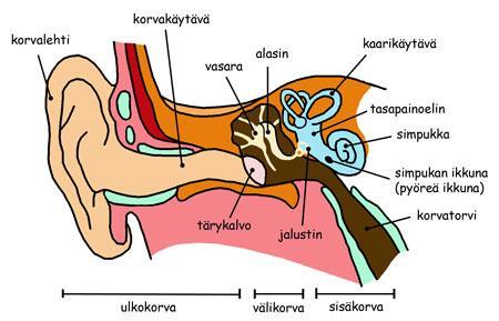 5 KUVA 2. Korvan rakenne (Solunetti 2012). Korvalehti ohjaa ympäristön äänet korvakäytävään vahvistaen niitä noin 5dB. Korvakäytävän päässä tärykalvon ottaessa vastaan ääniä syntyy värähtelyä.