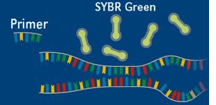 15 kun DNA:n määrä lisääntyy sykleittäin qpcr:n edetessä. Mekanismin ansiosta väriainetta voi käyttää jopa ylenmäärin ilman väriaineen omaa fluoresaatiota. [10.