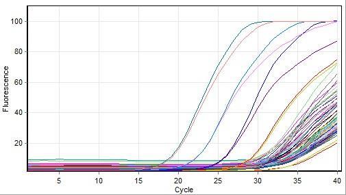 33 Kuva 9. Cyp1a1 qpcr-tulokset: K1, K2. Kuvassa 9 Cyp1a1 näytteiden K1 ja K2 qpcr-tulokset on esitetty kuvaajana. Kuvaajissa fluoresenssin arvo on ilmoitettu syklien funktiona.