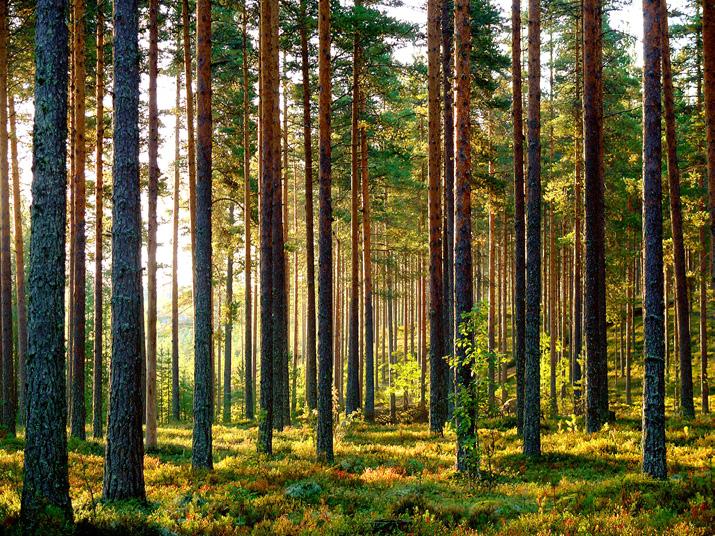 VIRTUAALISUUS MAHDOLLISTAA AJALLISEN TARKASTELUN Metsätalouden tarpeissa 3D-virtuaalimaailmoja hyödynnettäessä pystytään ylittämään myös metsätalouden toimenpiteiden tekemisen opetukseen
