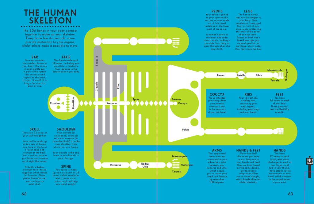 13 Kuva 2. Peter Grundyn suunnittelema infografiikka kirjasta Infographics: Human Body (Rogers 2014a). (Kuva: Human Skeleton by Peter Grundy licensed under CC BY-NC 3.0) 3 Visuaaliset tekijät 3.