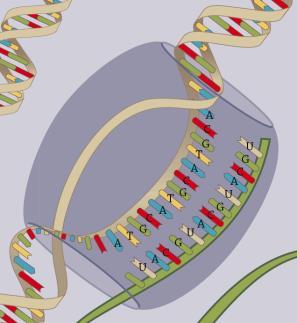 Rna-molekyylit siirtävät