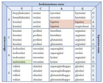 Proteiinit koostuvat aminohapoista Dna-ketjun emäsjärjestys määrää proteiinien aminohappojärjestyksen Dna:n emäsjärjestystä tulkitaan kodoneina Kodoni: kolme peräkkäistä