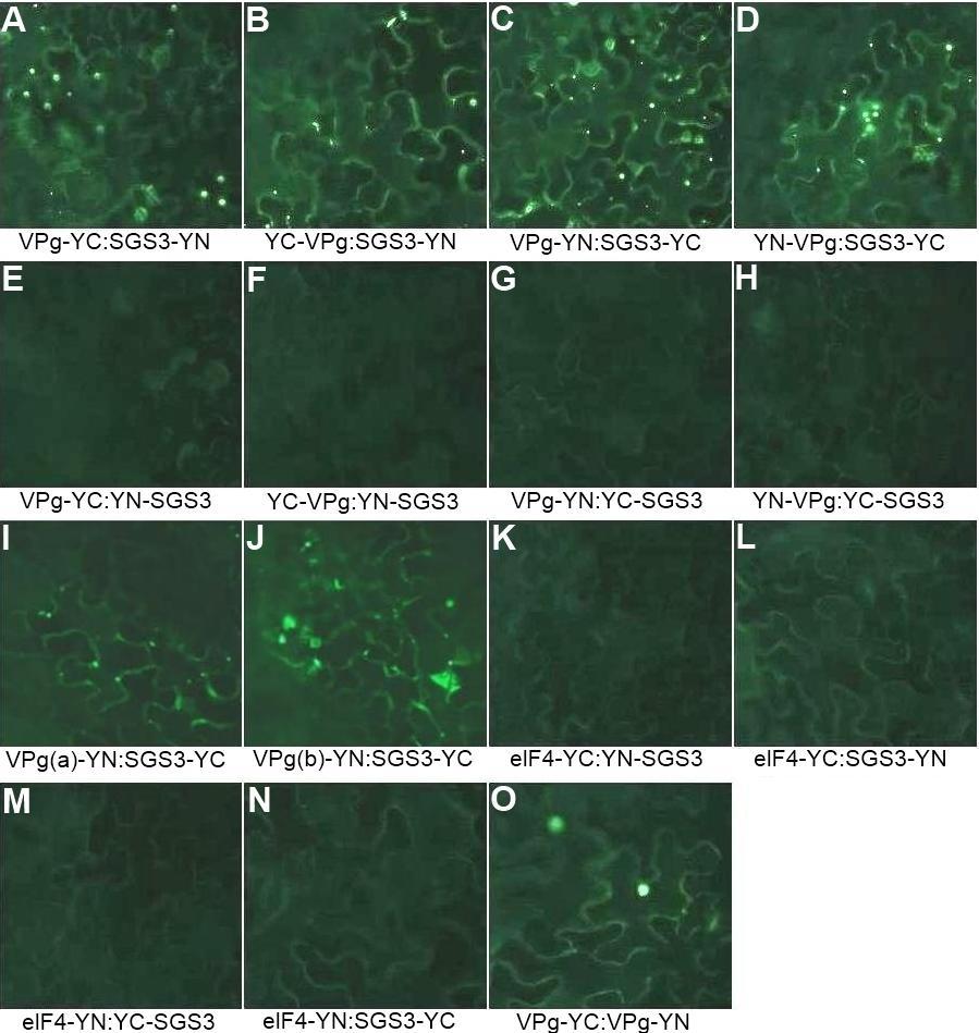 55 Kuva 9. PVA-VPg:n sekä sen a- ja b-mutanttien ja SGS3:n vuorovaikutusten tutkiminen BiFC-menetelmällä. Epifluoresenssimikroskoopilla otetut kuvat (25x suurennos) ovat N.