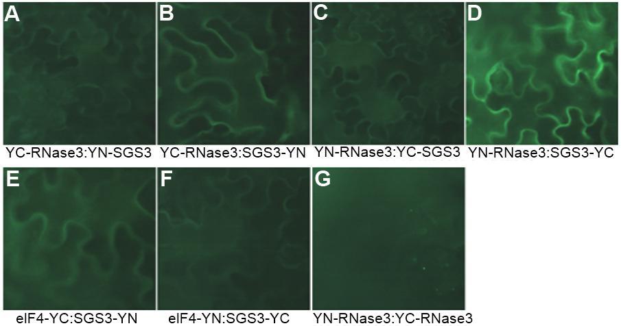 56 5.2.2 RNase3- ja SGS3-proteiinien välinen vuorovaikutus Myös SPCSV:n RNase3- ja SGS3-proteiinien välillä todettiin proteiinien välinen vuorovaikutus BiFC-menetelmällä (Kuva 10 D ja kuva 11).