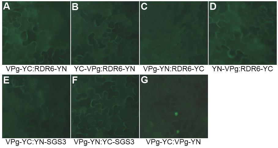 58 Kuva 12. PVA-VPg:n ja RDR6:n vuorovaikutusten tutkiminen BiFC-menetelmällä. Epifluoresenssimikroskoopilla otetut kuvat (25x suurennos) ovat N.