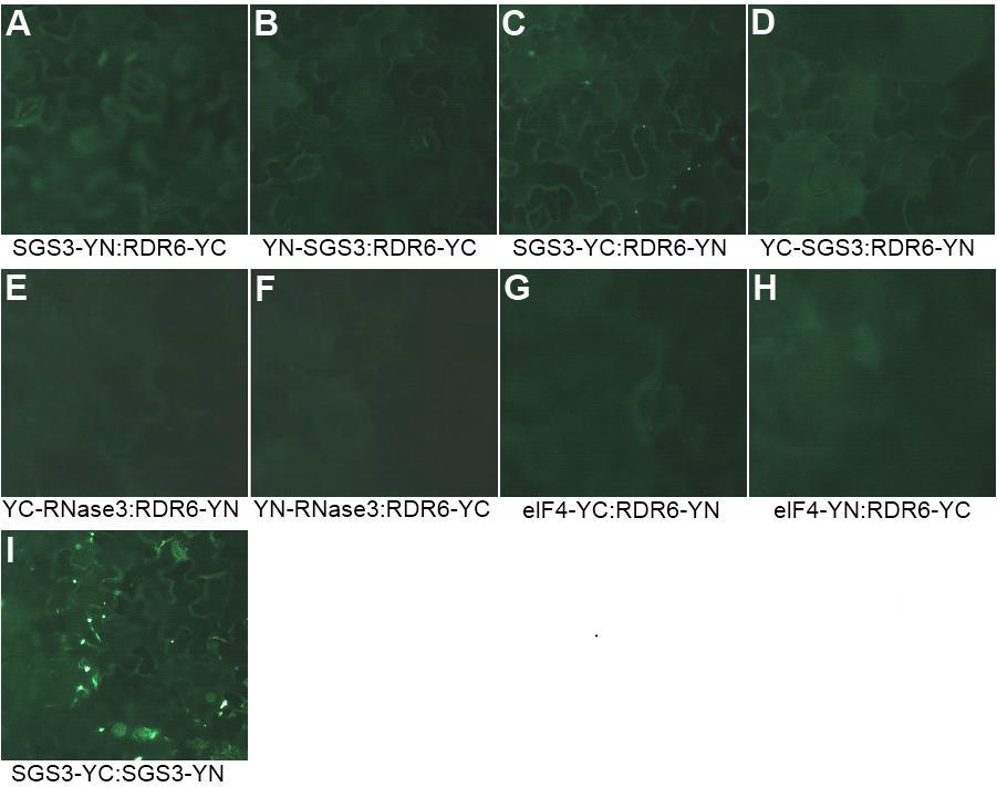 59 Kuva 13. SGS3- ja RNase3-proteiinien ja RDR6:n vuorovaikutusten tutkiminen BiFC-menetelmällä. Epifluoresenssimikroskoopilla otetut kuvat (25x suurennos) ovat N.