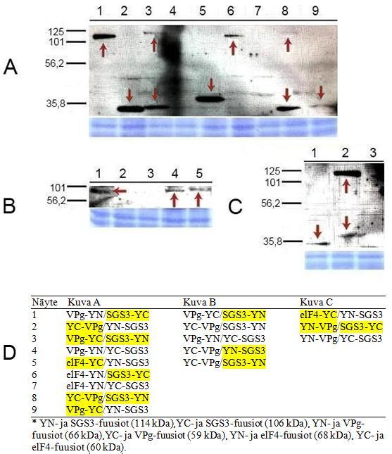 60 Kuva 14. Fuusioproteiinien ilmentyminen kasvisoluissa western blot -menetelmällä tutkittuna.