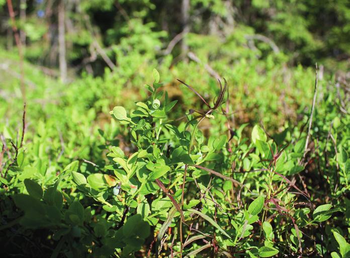 Maarika Iijolainen ohjattua toimintaa. Nämä palvelutuotteet voivat tarjota myös metsänomistajille uudenlaisen mahdollisuuden metsien käyttöön ansaintatarkoituksessa.