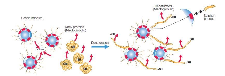 31 Kuva 15. Kaseiinimiselleissä uloimpana oleva κ-kaseiini muodostaa sidoksia denaturoituneen β- laktoglobuliinin kanssa rikkisiltojen avulla (Tetra Pak Dairy Processing Handbook 2003).