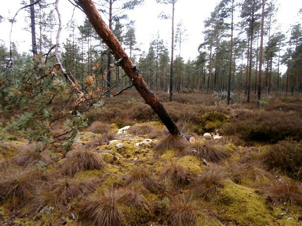 Tyvitervastautia esiintyy myös turvemailla 2016 ensimmäiset tyvitervastautihavainnot turvekankaiden männiköissä Etelä- ja Keski-Suomessa (Eura, Eurajoki, Yläne, Pöytyä,