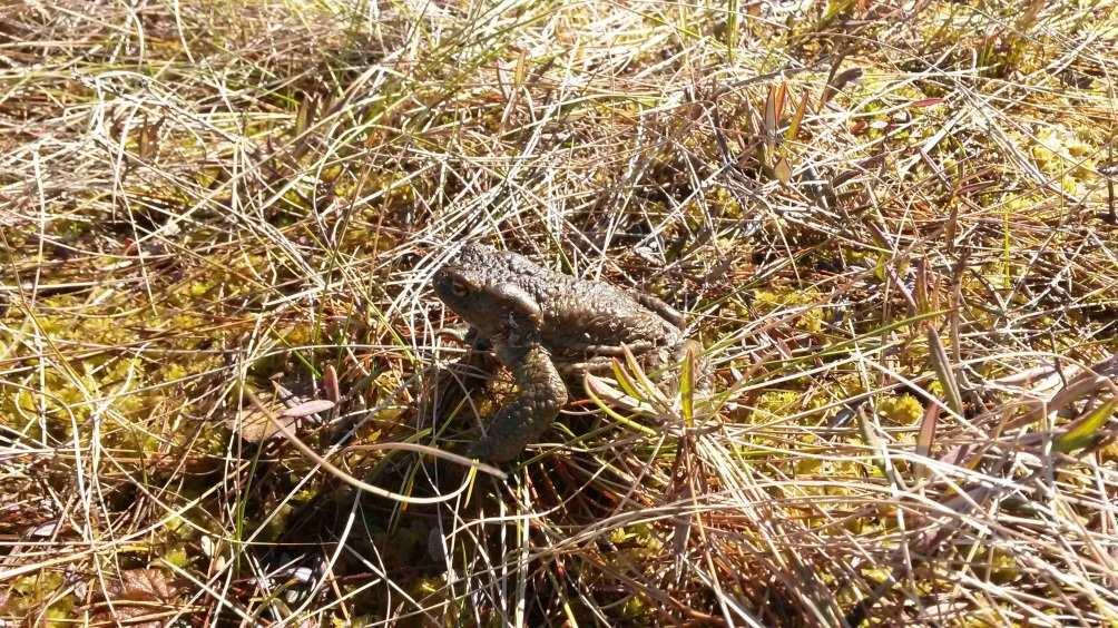 YMPÄRISTÖVAIKUTUSTEN ARVIOINTISELOSTUS 210 / 330 Kuva 116. Viitasammakosta ei tehty näköhavaintoja, mutta rupikonnasta sen sijaan tehtiin Hirvijärveltä. Rupikonna on luonnonsuojelulailla rauhoitettu.