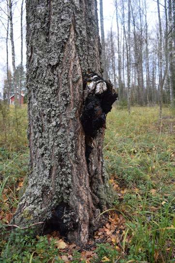 viljelyn kytkeminen metsänhoitokäytäntöihin taloudellisesti merkittävä mahdollisuus