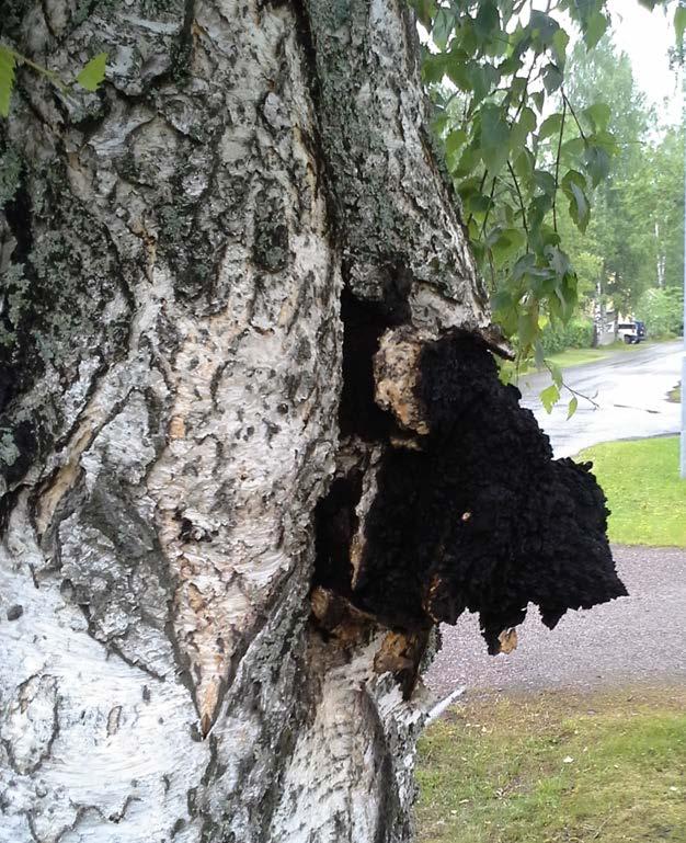 PAKURIKÄÄPÄ (INONOTUS OBLIQUUS) Pohjoisella pallonpuoliskolla tavattava lehtipuiden lahottajasieni. Iskeytyy itiöiden välityksellä isäntäpuun haavaumakohtiin, rihmasto kasvaa puuainekseen.