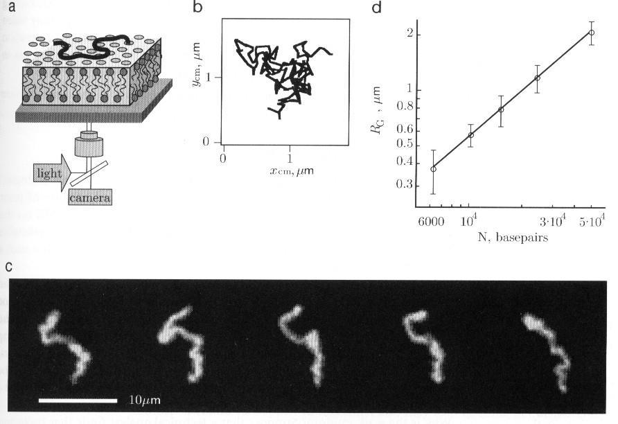 19 DNA positiivisesti varautuneella pinnalla: DNA-monomeereilla (nukleotideillä) negat.