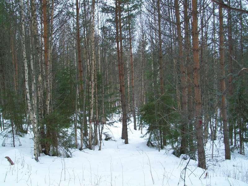 14 Raivaamattomalta ainespuuhakkuualalta kertyi hakkuussa hakkuukonemittauksen mukaan ainespuuta vain 13,9 m 3 /ha ja koealojen kohdalta 15 m 3 /ha.