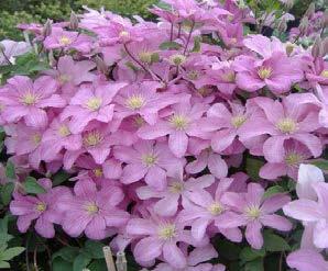 Lajike Tuotantomaa TIUKUKÄRHÖ 'Pink Delight' Clematis diversifolia 2 m Tuore ASTIA 19,50 Pinkit, 6 cm kukat. Kevätleikkaus n. 25 cm korkeudelta. Istutus 15 cm syvyyteen.
