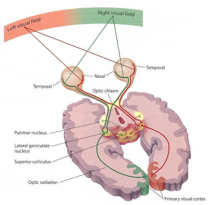 Näkörata Optinen kiasma Lateral geniculate nucleus = LGN = ulompi