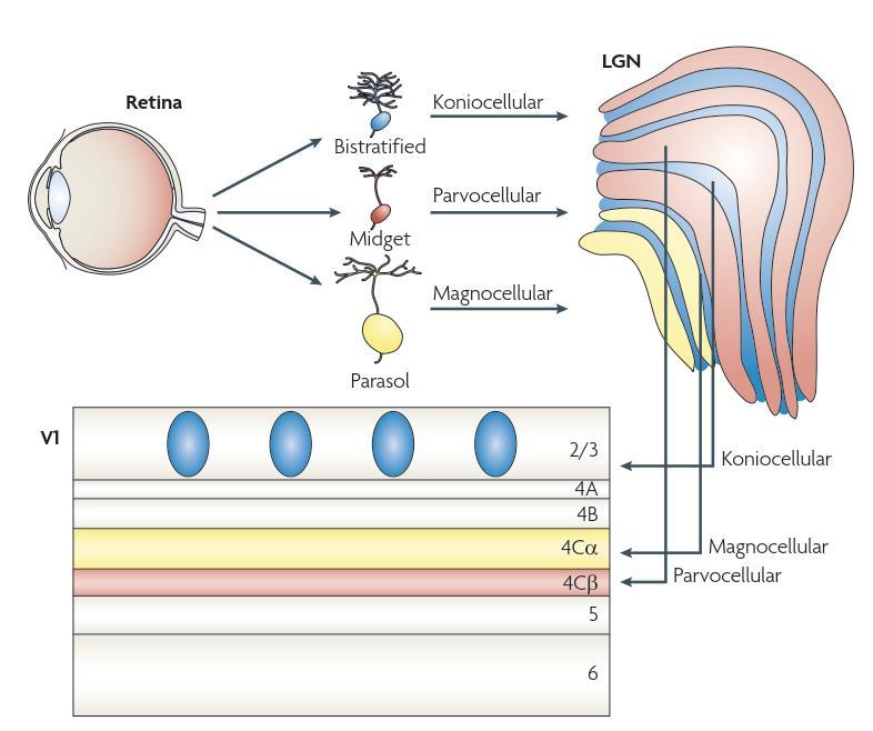 Gangliosolutyyppi Aivokuoren V1 kerrokset Lähde: Nassi & Callaway (2009) Parallel