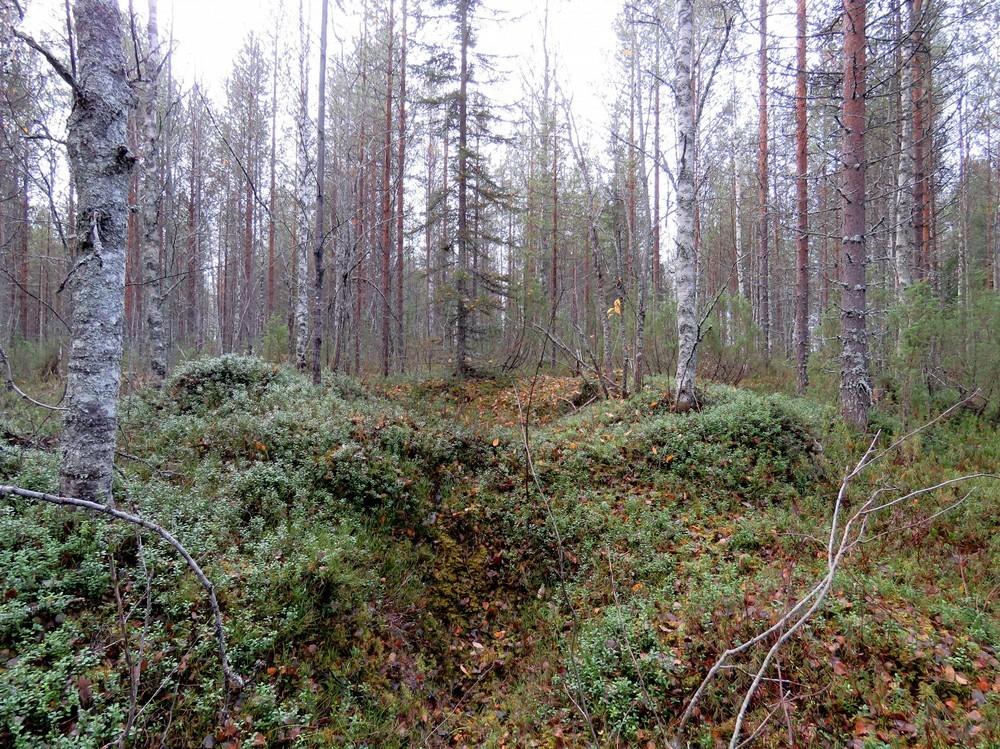 10 Maastotiedot: Kohde sijaitsee Kuhmon keskustasta 40,1 km koilliseen Viiksimonjärven eteläpuolella osittain jyrkällä moreenirinteellä, varttunutta tuoreehkoa kasvatusmetsää.