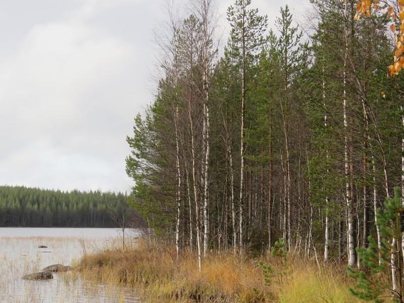 Moreeniharjanne, varttunutta harvennettua männikköä.