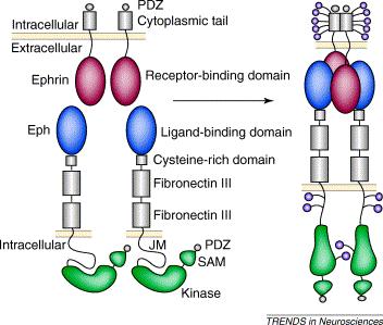 5 SAM = sterile alpha motif PDZ = PDZ-binding motif GPI = glycosylphosphatidyl inositol linkage Kuva 1. Eph-reseptorin ja efriinia- ja B-ligandien pääpiirteinen rakenne.