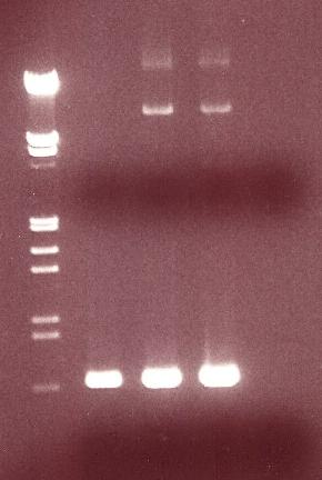 3 Tulokset ja arviointi 42 3.1 Geenin kloonaus bp std T E P Ctrl Kuva 9. EphA3LBD PCR Kuvassa 9 nähdään agaroosielektroforeesigeelillä PCR-ajon jälkeiset tulokset.