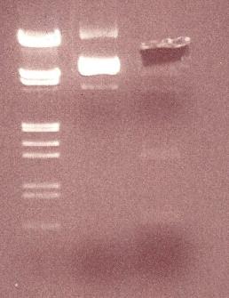 44 bp std 1 2 Kuva 11. ppic9 digestio Digestoitaessa ppic9 plasmidia pienennettiin digestioaika kahteen tuntiin.