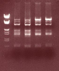 bp std 1 2 3 4 46 Kuva 13.