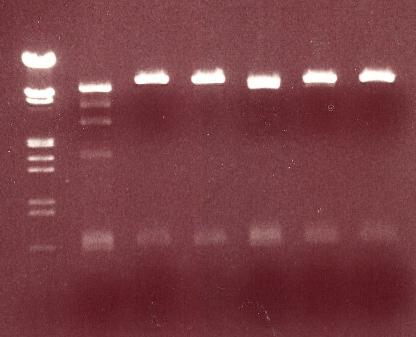 bp std 1 2 3 4 5 6 47 Kuva 14. Minipreparaattien 1-6 EphA3LBD+pET32a analyyttinen digestio Kuvassa 14 nähdään toisen yhdistelmä-dna-vektorin analyyttisen digestion tulokset.