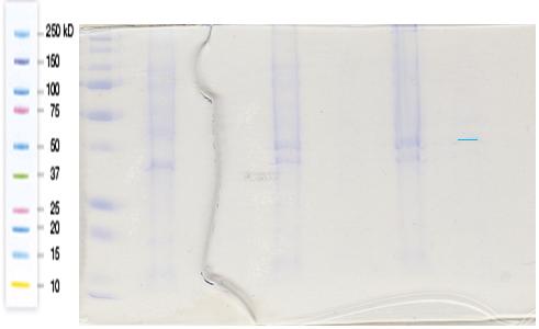 3.2 Proteiinin tuotto ja puhdistus 48 Std 1 2 3 4 5 6 Kuva 15. E. coli kasvatuksen eri vaiheet Kuvassa 15 nähdään E.