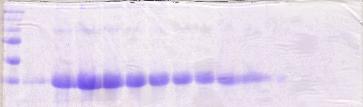 Std 5 6 7 8 9 10 11 12 13 14 52 Kuva 19. Liukenemattoman EphA3LBD proteiinin puhdistusfraktiot Kuvassa 19 nähdään inkluusiojyväsiksi laskostuneiden EphA3LBD proteiinien puhdistuksen fraktiot.