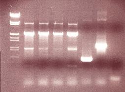 55 bp std 1 2 3 4 5 6 7 Kuva 21. P. pastoris DNA:n PCR-analyysi Epäonnistuneen proteiinin tuoton jälkeen, tehtiin P.