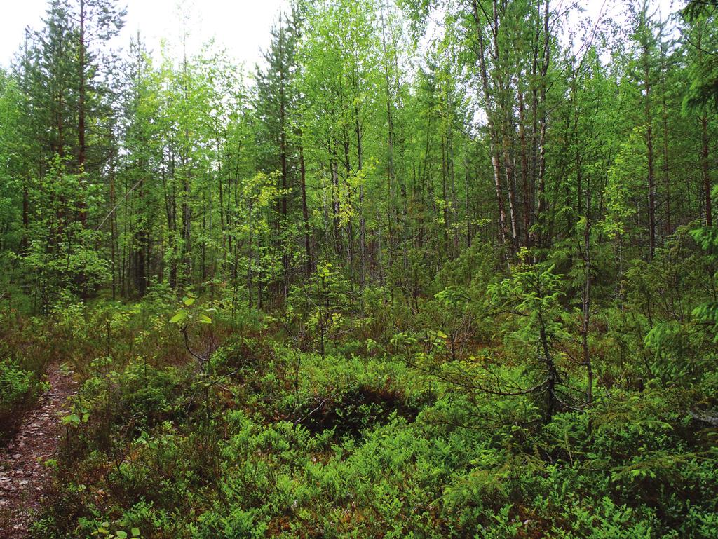 Kohteen rajaus Muinaisjäännösrekisterin mukaan kohteen koordinaa t ovat 7123666, 3625622.