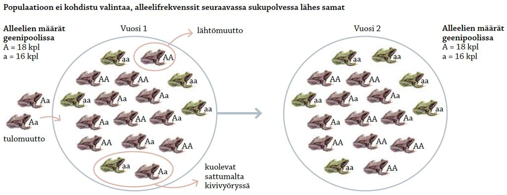 Evoluutio muuttaa geenipoolia Geenipooli: populaation jokaisen