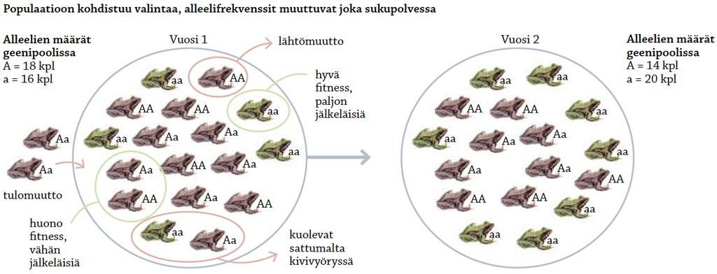 Alleelifrekvenssi eli alleelien yleisyys Synteettisen