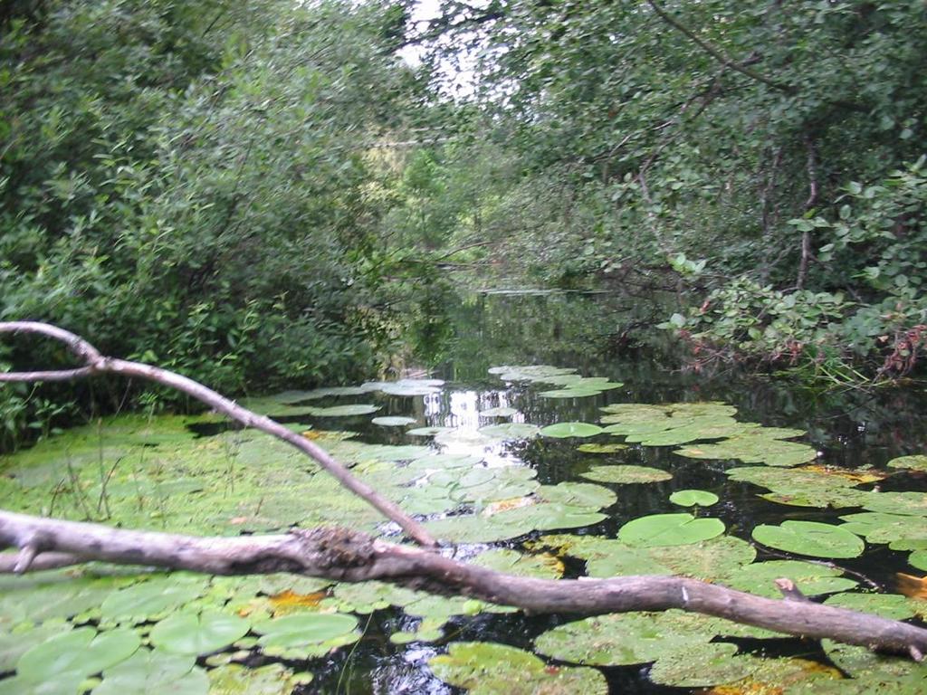 Puron puolenvälin paikkeilla