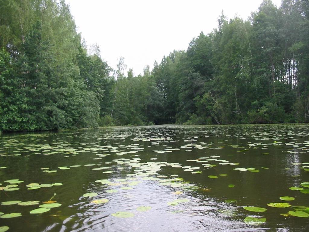 Puron suu Kuusaanlammelta päin. Halusimme näillä kuvilla ja selityksillä avartaa tämän puron nykytilaa ja avaamaan keskustelua ja kehitys mahdollisuuksia tämä arvokkaan vesistömme suhteen.