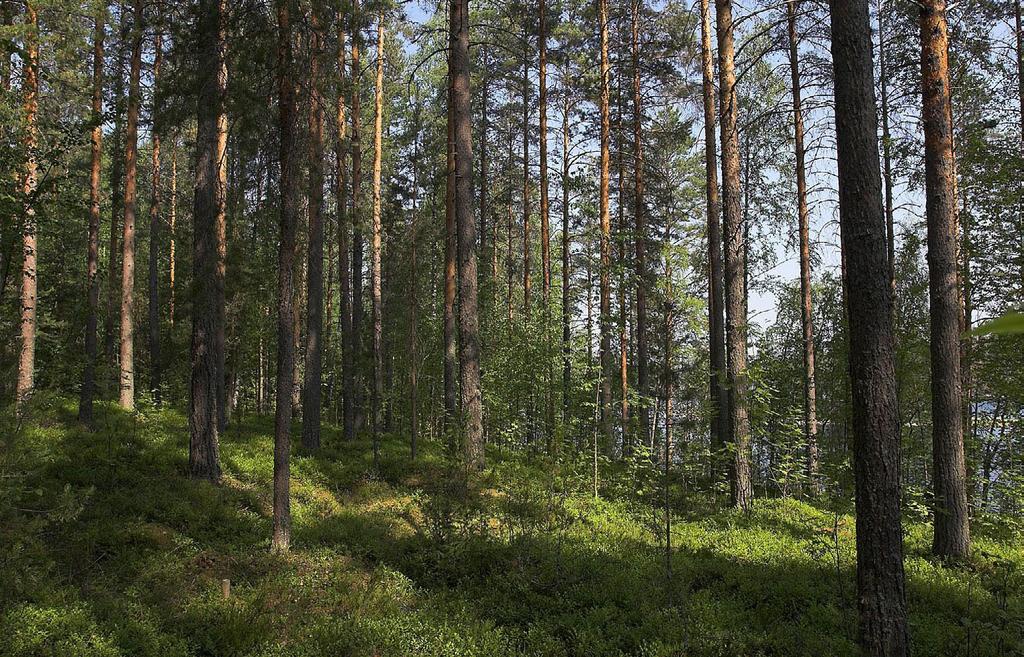 3 Tulokset 3.1 Maalintujen linjalaskenta Kesän 2006 linjalaskentojen tulokset ovat taulukossa 5. Taulukossa lajin tiheys on pää- ja apusarkahavainnoista laskettu tiheys (Järvinen & Väisänen 1983).