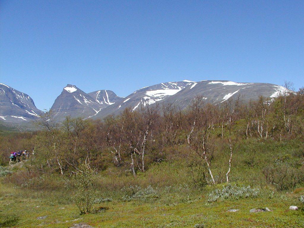 Mountain birch woodland defoliated by