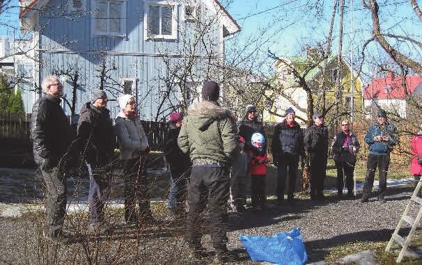 O menapuita leikattiin taas maaliskuussa Omenapuiden leikkausopastus järjestettiin ties kuinka monennen kerran, tänä vuonna Karjakuja 13:n puutarhassa.