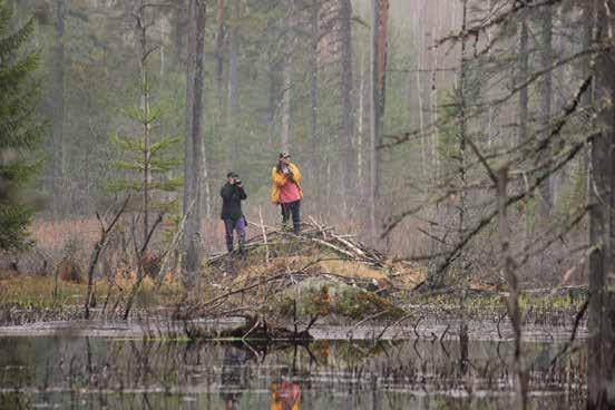 Photo: Sari Holopainen Vesilintulaskenta vanhalla majava-altaalla. Evolla on laskettu vuodesta 1989 alkaen vuosittain sekä sorsaparit että -poikueet noin 50 järvellä.