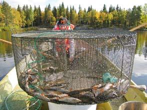 KATISKALLA BONGAAMAAN Katiska on perinteinen suomalainen kalanpyydys ja se soveltuu erittäin hyvin sekä ruokakalan pyyntiin ja hoitokalastukseen.