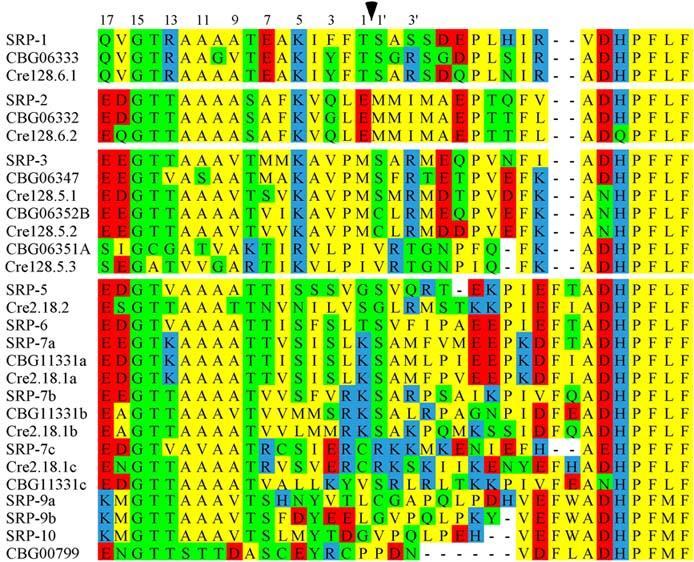 clade L serpins in Caenorhabditis species [Frontiers in Bioscience 11, 581-594, January 1, 2006] Cliff