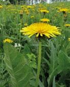 VOIKUKKA (maskros) Taraxacum spp. Tuntomerkit: Monivuotinen, 10 40 cm korkea ruoho. Pariliuskaiset lehdet ruusukkeena varren tyvessä tukevan, pystyn juuren niskassa.